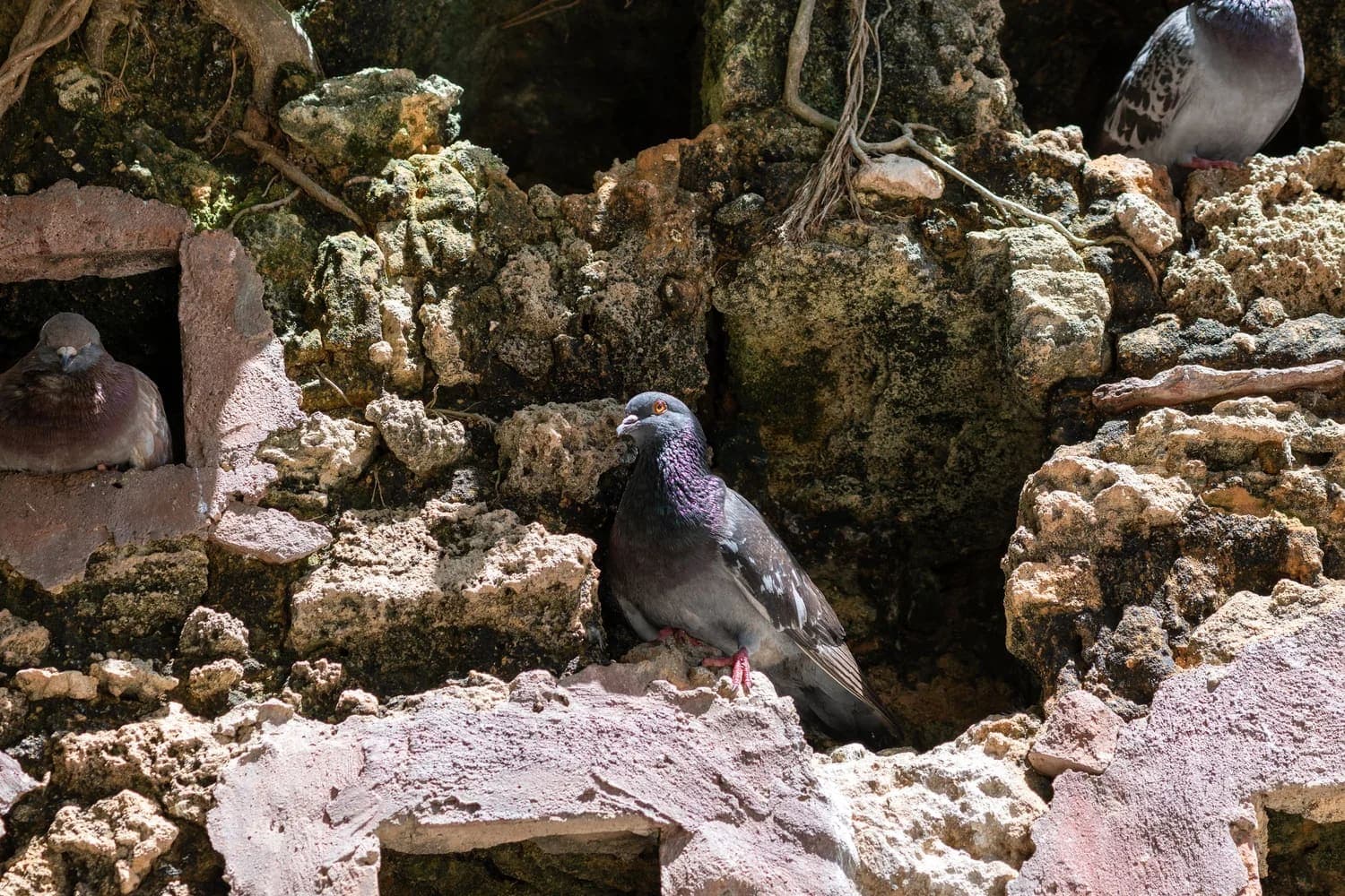 Desvío San Juan Abolicionista: recorrido sobre la esclavitud y la abolición en el Viejo San Juan — foto 14